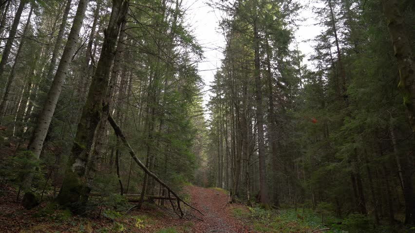 Walk through a forest path in early morning light with tall trees and soft ground underfoot. Gorgany Range. Autumn hiking in Carpathian Mountains, Ukraine