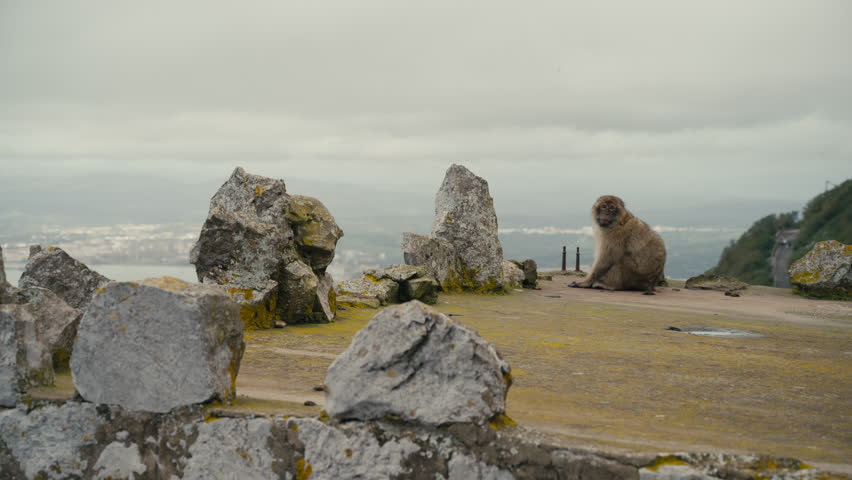 Barbary macaque seen from behind sitting on a cliff edge, overlooking Gibraltar under a cloudy sky.