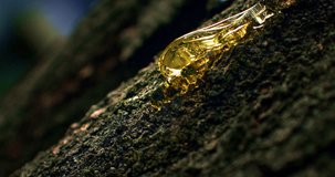 Slow Motion of Golden Resin Flowing From Tree Bark Macro Close Up. Concept of Natural Tree Sap. - Powered by Shutterstock - Get 15% off with code: PIKWIZARD15