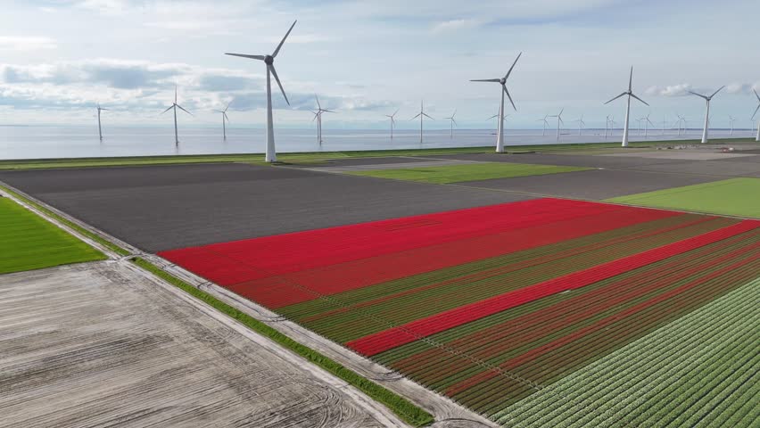 Aerial view of Noordoostpolder's landscape in spring, with vast tulip fields stretching endlessly to the horizon and giant wind turbines standing along the coast near Urk in Flevoland, the Netherlands.

This aerial footage captures a quintessential Dutch landscape near Urk, Flevoland, where traditional agriculture meets modern renewable energy.

The foreground is dominated by neatly organized rows of tulips. A large, striking block of vibrant red blooms contrasts sharply with the surrounding green foliage and dark, tilled soil.
A line of massive white wind turbines stretches along the coastline and into the water. These "windmolens" highlight the region's commitment to wind power.
The fields sit directly adjacent to a calm body of water (likely the IJsselmeer), separated by a flat, grassy dike. The horizon is dotted with more offshore turbines, emphasizing the scale of the wind farm.

The high-angle drone shot emphasizes the geometric patterns of the reclaimed land (polder), showing how human engineering has shaped the flat, expansive terrain.
The scene is bathed in soft, natural light under a slightly overcast sky, creating a peaceful and industrious atmosphere.
