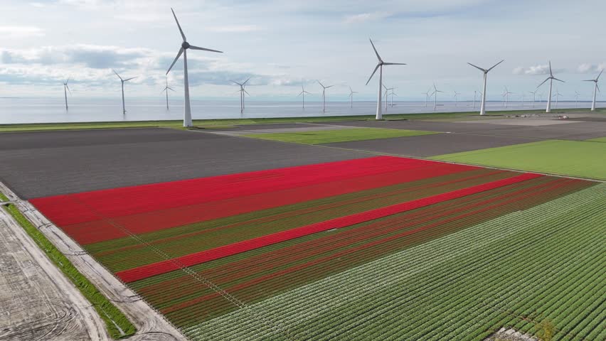 Aerial view of Noordoostpolder's landscape in spring, with vast tulip fields stretching endlessly to the horizon and giant wind turbines standing along the coast near Urk in Flevoland, the Netherlands.

This aerial footage captures a quintessential Dutch landscape near Urk, Flevoland, where traditional agriculture meets modern renewable energy.

The foreground is dominated by neatly organized rows of tulips. A large, striking block of vibrant red blooms contrasts sharply with the surrounding green foliage and dark, tilled soil.
A line of massive white wind turbines stretches along the coastline and into the water. These "windmolens" highlight the region's commitment to wind power.
The fields sit directly adjacent to a calm body of water (likely the IJsselmeer), separated by a flat, grassy dike. The horizon is dotted with more offshore turbines, emphasizing the scale of the wind farm.

The high-angle drone shot emphasizes the geometric patterns of the reclaimed land (polder), showing how human engineering has shaped the flat, expansive terrain.
The scene is bathed in soft, natural light under a slightly overcast sky, creating a peaceful and industrious atmosphere.
