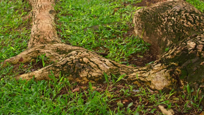 Close up shot of thick, textured tree roots protruding from the earth and spreading across vibrant green grass. Highlighting the power of nature and growth.