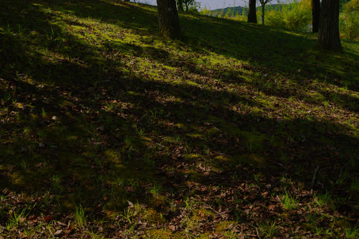 Serene Public Park Landscape with Calm Water Pond