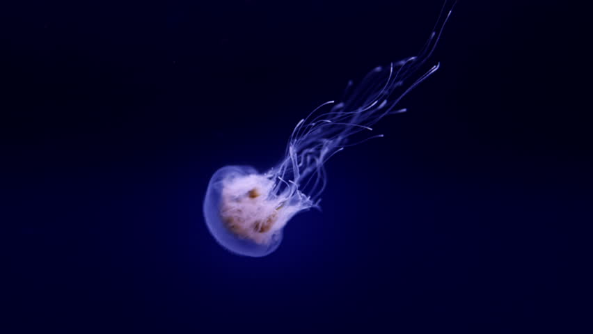 Beautiful jellyfish floating in the aquarium on the black background