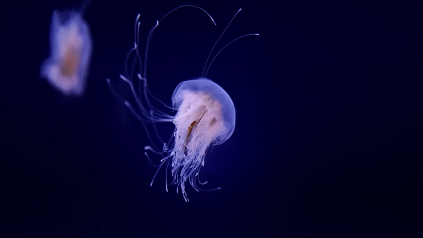 Beautiful jellyfish floating in the aquarium on the black background