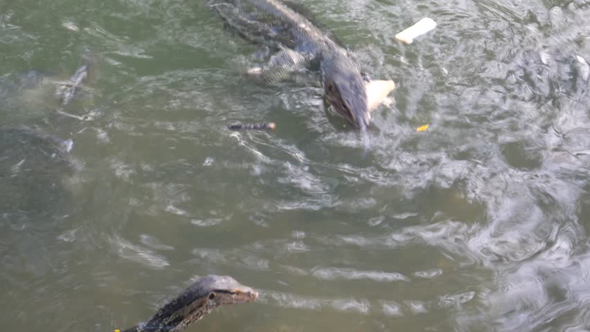 Asian Water monitor in public park 