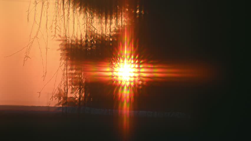 A view from the window through the curtain of swaying branches in the wind in the rays of the sunset sun.