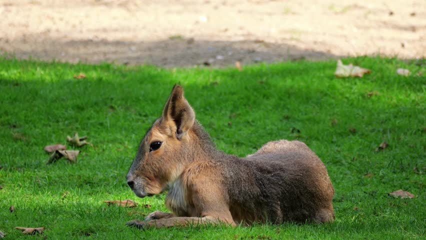 Patagonian Mara, Dolichotis patagonum. These large relatives of guinea pigs are common in the Patagonian steppes of Argentina but live in other areas of South America as well such as Paraguay.