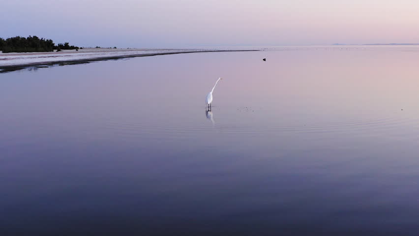 Close-up of a Great Egret wading through the shallow reflective waters near the salt-crusted shore of the Salton Sea in California