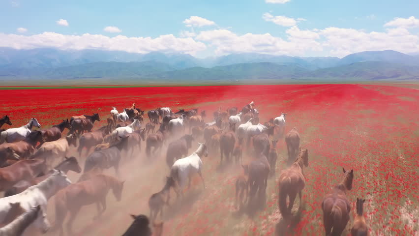 Aerial view of wild horses galloping through a field of red poppies
