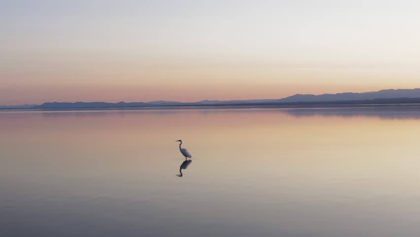Great Egret in tranquil Salton Sea at sunset, serene Mojave landscape
