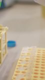 Vertical video close up of micropipette transferring green liquid sample into microtube rack in laboratory - Powered by Shutterstock - Get 15% off with code: PIKWIZARD15