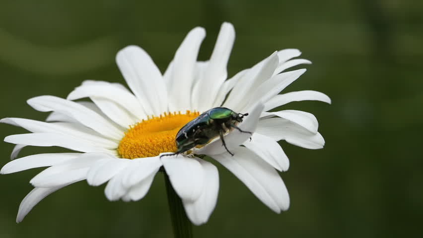 An insect crawls on a flower of a white garden daisy. The insect collects pollen and pollinates the flower in early spring. The golden beetle, the bee, , a fly.