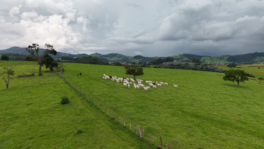 Herd of cattle grazing on a farm - Bragança Paulista, São Paulo, Brazil