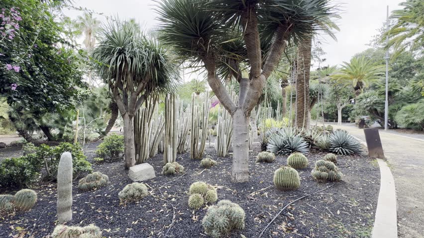 Tropical Plants in Parque García Sanabria, Santa Cruz de Tenerife