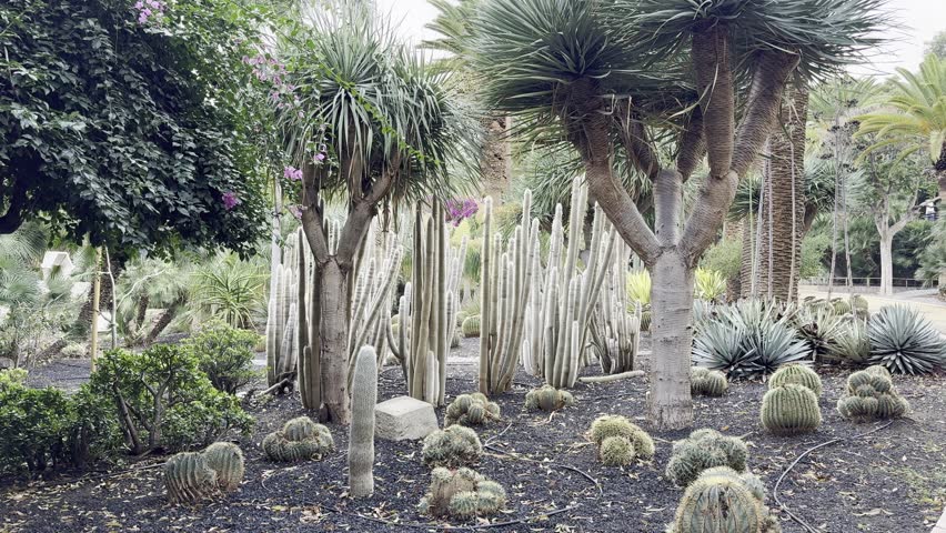 Tropical Plants in Parque García Sanabria, Santa Cruz de Tenerife