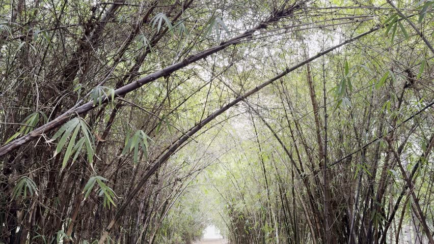 Tropical Plants in Parque García Sanabria, Santa Cruz de Tenerife