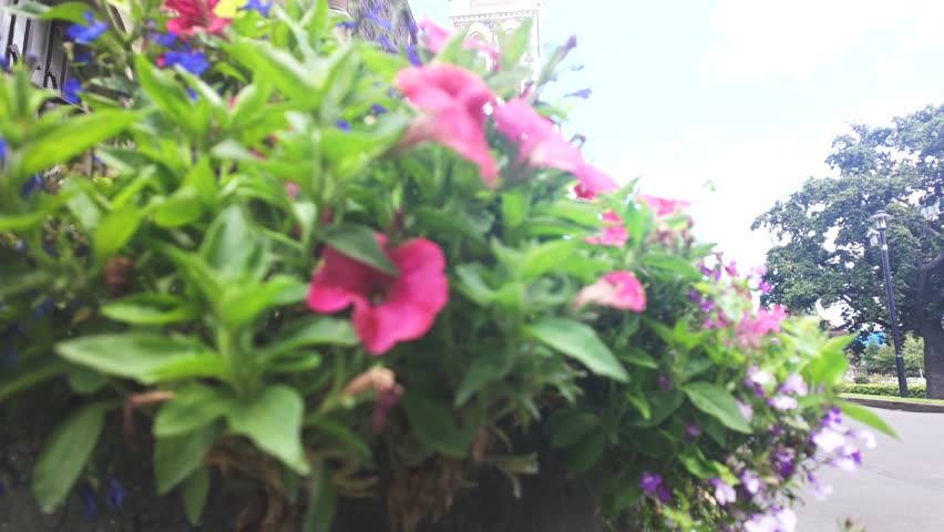 Camera slowly revealing the historic university of auckland clock tower in new zealand from behind a vibrant bed of pink and blue flowers