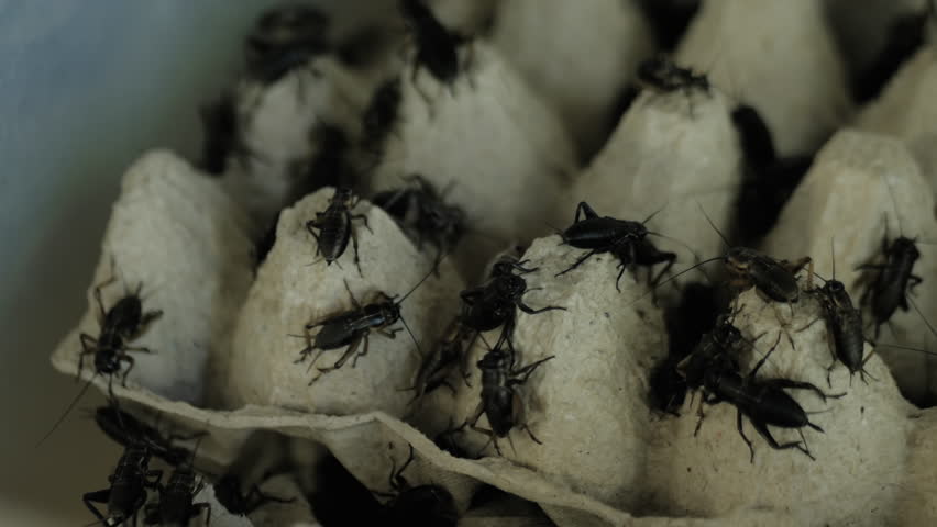 Many black crickets crawling around on carton egg tray - source of food for lizard - close up. Insect, entomology, breeding concept