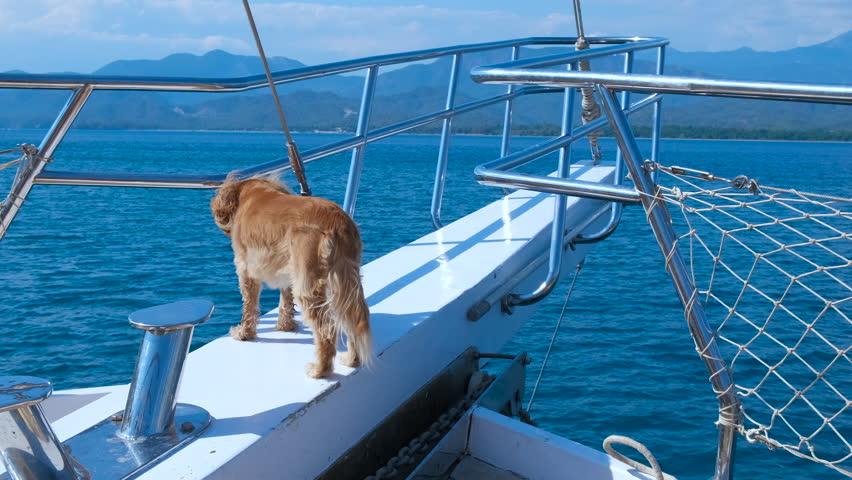 Resting dog on boat in calm sea. A view of resting dog pass time on the boat bow against turquoise sea waves