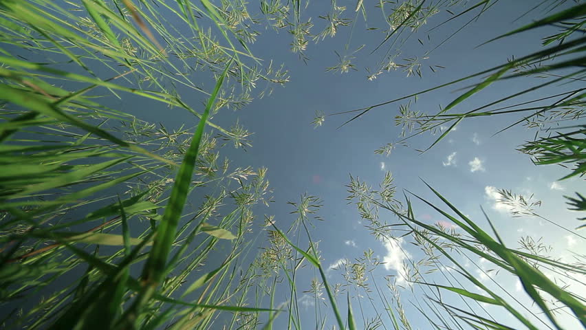 Grass Reach For The Sky
