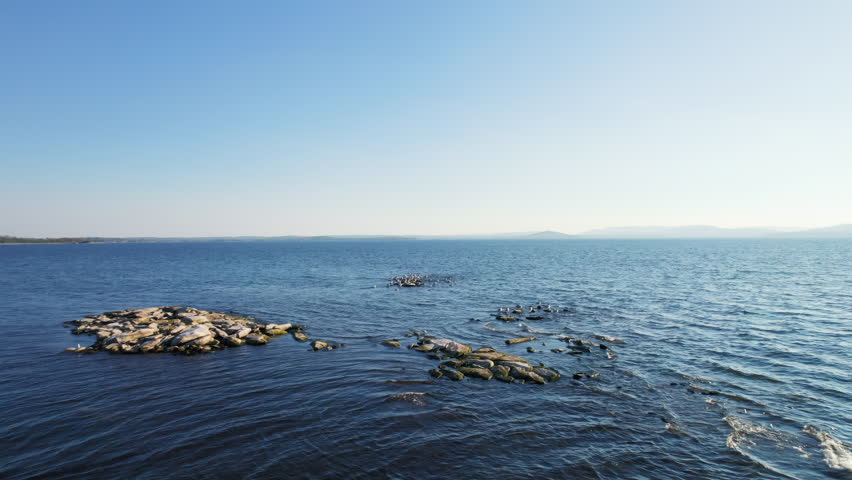 Aerial view of seagulls flying over blue ocean water