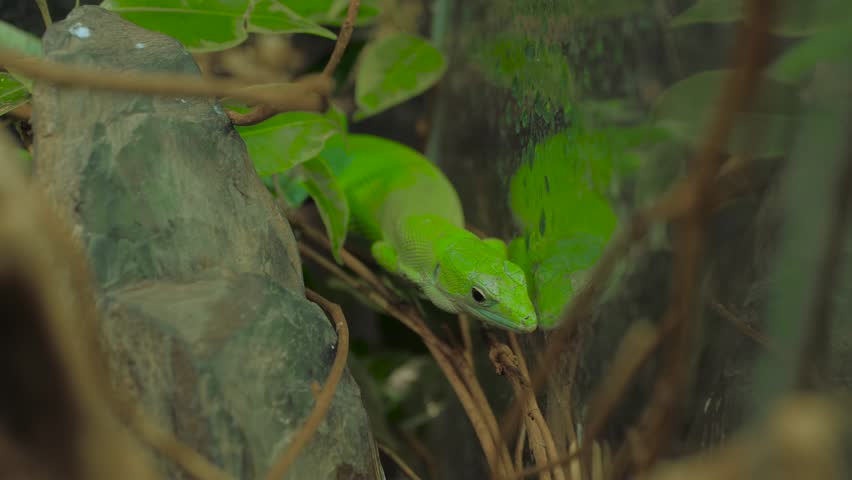 Close up: small green lizard slowly crawling on wooden branch in terrarium. Herpetology, pet, zoology and reptile concept