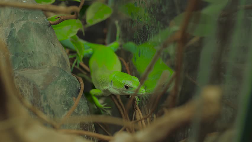 Close up: small green lizard slowly crawling on wooden branch in terrarium. Herpetology, pet, zoology and reptile concept