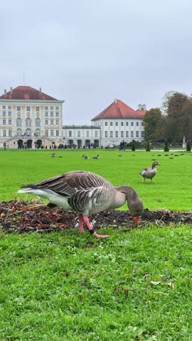Gray goose grazing on green lawn near a historic palace