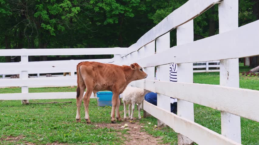 A curious calf plays with a visitor by the fence on a farm in Central Kentucky