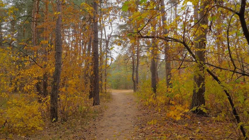Slow motion: walking through empty autumn park, coniferous forest - orange leaves falling: nobody, no people - wide angle steadicam shot. Nature, landscape and peaceful concept
