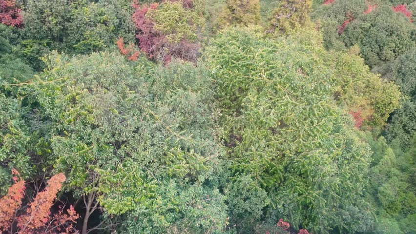 Aerial view of a forest with autumn leaves