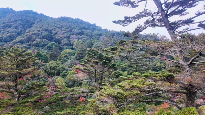 Aerial view of a forest with autumn leaves