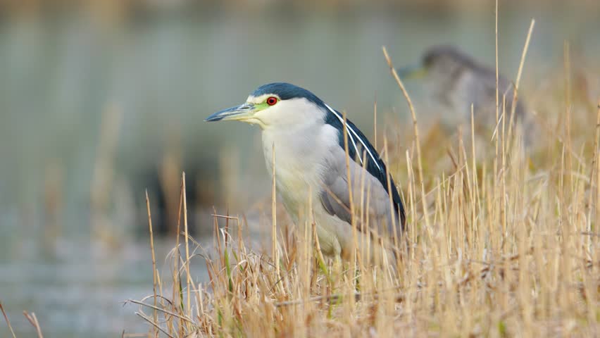 Black-crowned Night Heron Standing in Tall Dry Grass Near Water Pond