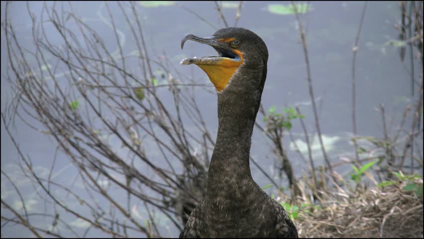 4K close-up footage of a double-crested cormorant standing near a body of water in its natural wetland habitat. The bird’s dark plumage, long neck, hooked beak, and distinctive orange-yellow throat patch are clearly visible. Dry twigs and aquatic vegetation surround the scene, highlighting the bird’s environment and unique physical features. Perfect for themes of wildlife, birdwatching, ecology, and natural behavior.