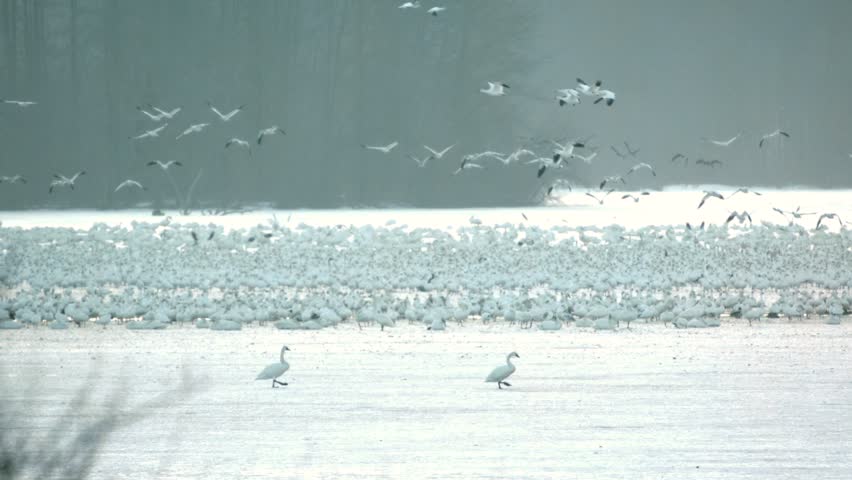 Footage of a large congregation of snow geese gathered on a frozen surface near a body of water, with swans walking in the foreground. Birds take flight above the dense group, creating a striking contrast between motion and stillness in a misty, wintry environment. Bare trees in the distance add to the seasonal atmosphere, perfect for themes of migration, wildlife, and natural phenomena.