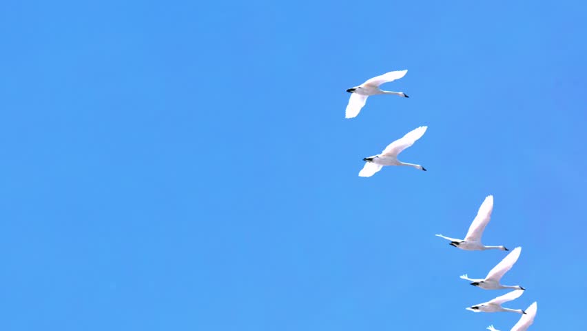 Footage of a group of swans flying diagonally in formation across a clear blue sky. Captured mid-flight with wings extended, the scene illustrates natural avian behavior and the coordinated patterns often seen in migratory birds. Perfect for themes of wildlife, migration, nature, and aerial movement.