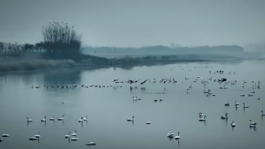 Large flock of waterfowl gathered on a misty lake at dawn, with silhouetted trees along the misty shoreline creating a serene, atmospheric natural scene.