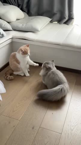 Two cats sitting on a wooden floor looking at a couch