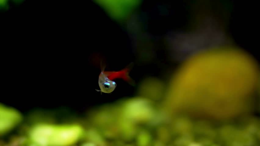 A Diamond Head Neon Tetra swims gracefully through a lush, planted aquarium with vibrant colors