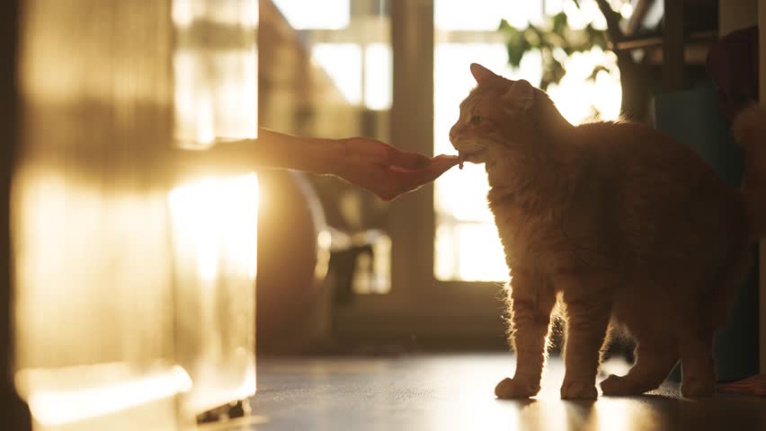 Adorable ginger cat standing on a sunlit floor, gently licking a sour cream treat from its owner