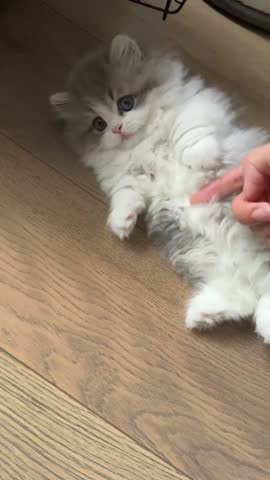 A fluffy white and grey kitten on a wooden floor