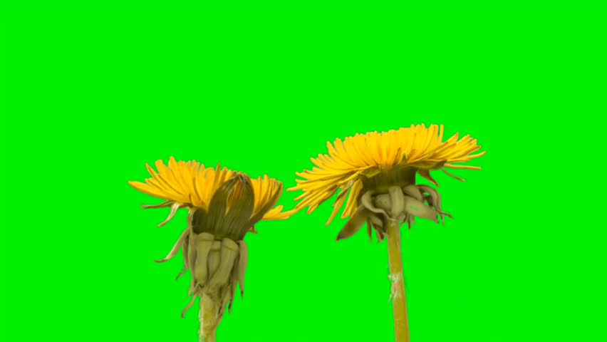 Two yellow dandelion flowers with natural stems isolated on green  background. 