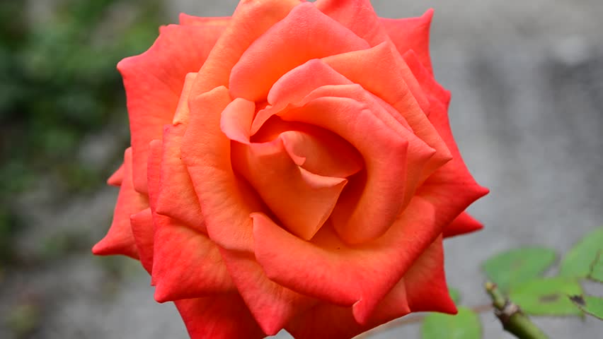 Fiery Orange Rose Bloom

A radiant orange rose blossoms in full glory, its petals tightly curled and layered with a gradient of color. Deep red-orange edges fade into lighter orange-yellow tones toward the center, creating a fiery harmony of hues. The blurred background enhances the intricate textures and vivid coloration of the petals, drawing focus to the flower’s natural elegance. This close-up portrait captures the ornamental charm and timeless beauty of roses, symbolizing passion, resilience, and devotion.
Scientific Name: Rosa hybrida