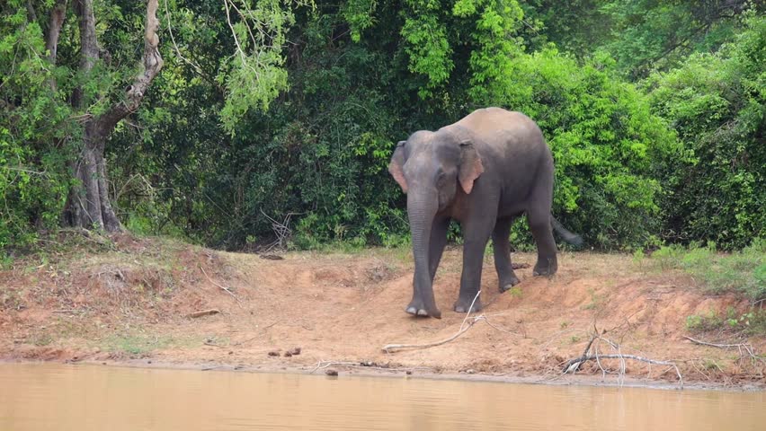 A Large Herd of Wild Elephants Bathing and Cooling Off in a Tropical River