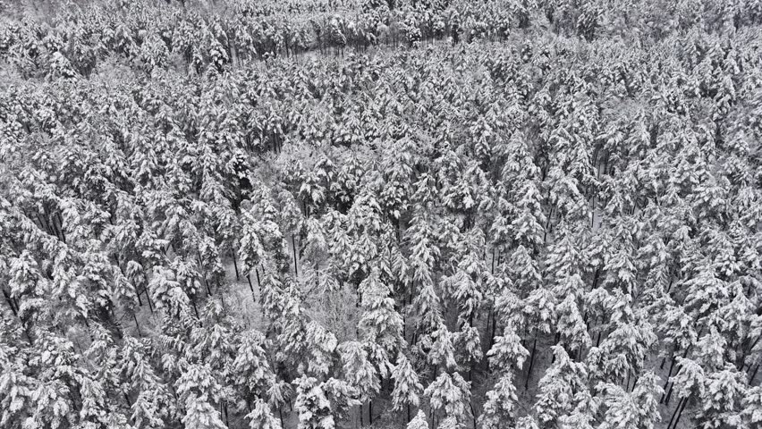 Snowy pine trees in winter season