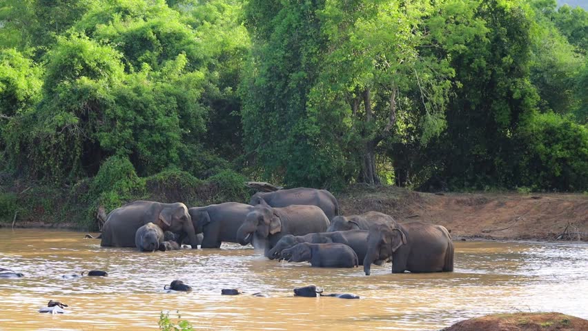 Wild Elephant Family Gathering at a Watering Hole in the National Park