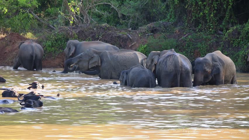 Herd of Wild Asian Elephants Bathing and Playing in a River - Sri Lanka Wildlife