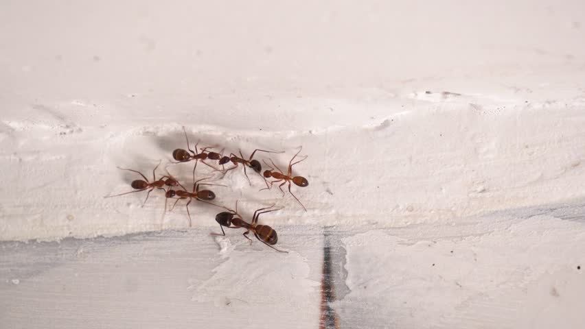 Ant Colony Activity on Wall Surface in House. Macro Shot of Ants Crawling on Wall Showing Pest Infestation. Group of Ants Walking on Wall Corner Inside Home.