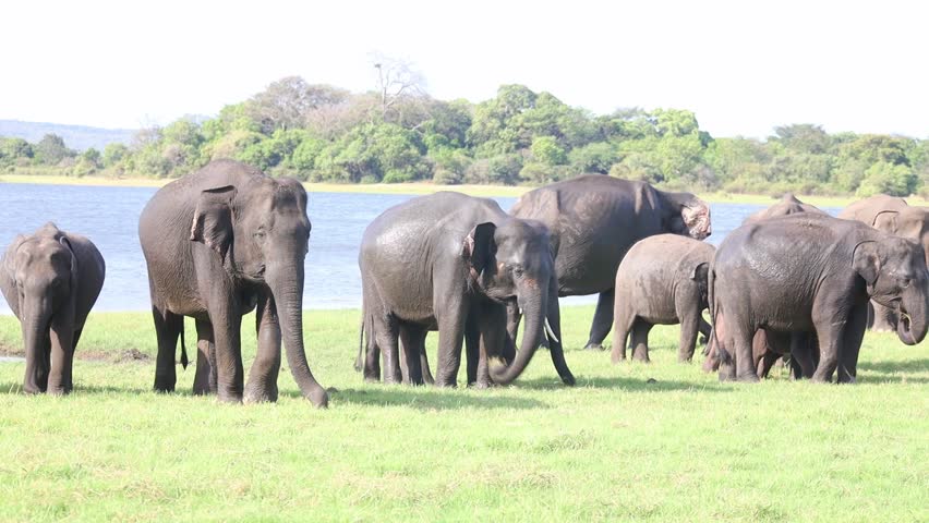 Group of Wild Asian Elephants Foraging Together in the Tropical Jungle.